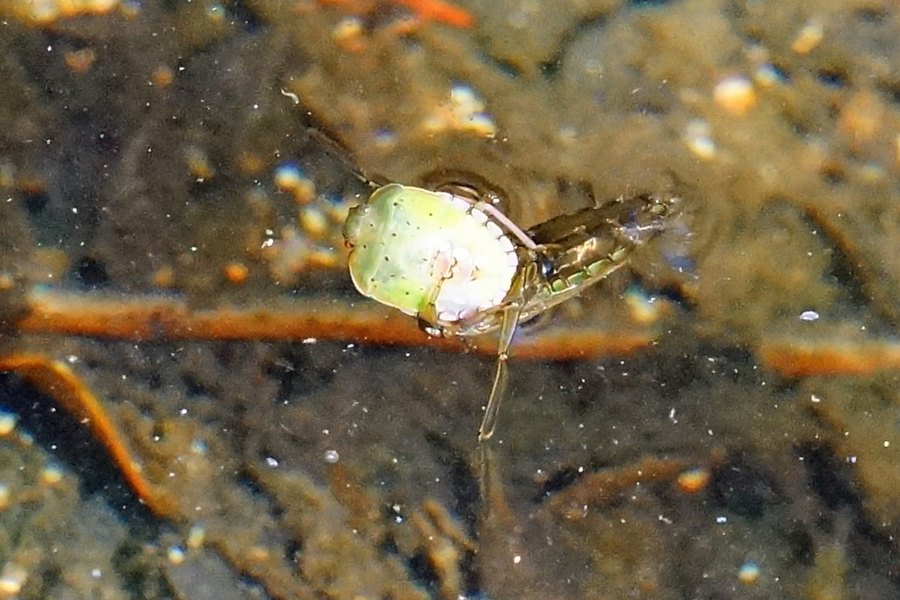 Insetti e situazione da decifrare